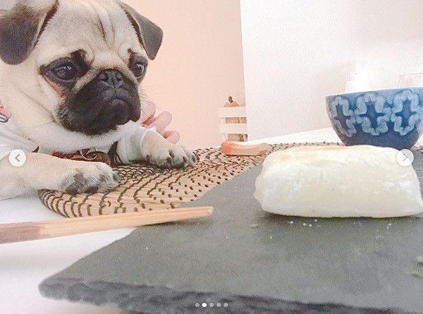 お餅を見つめるパグ