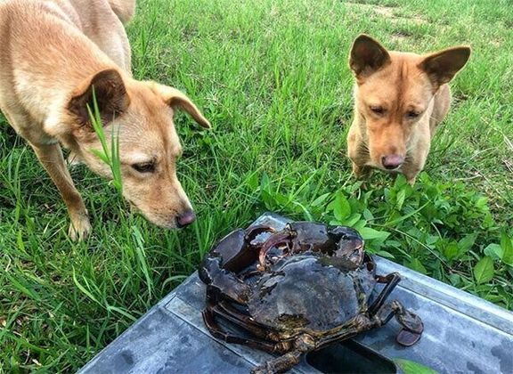 ノコギリガザミを見つめるむぎちゃんとおこめちゃん