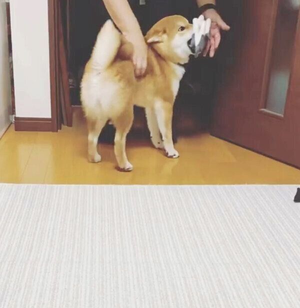 おもちゃをくわえて出迎えるハクくん