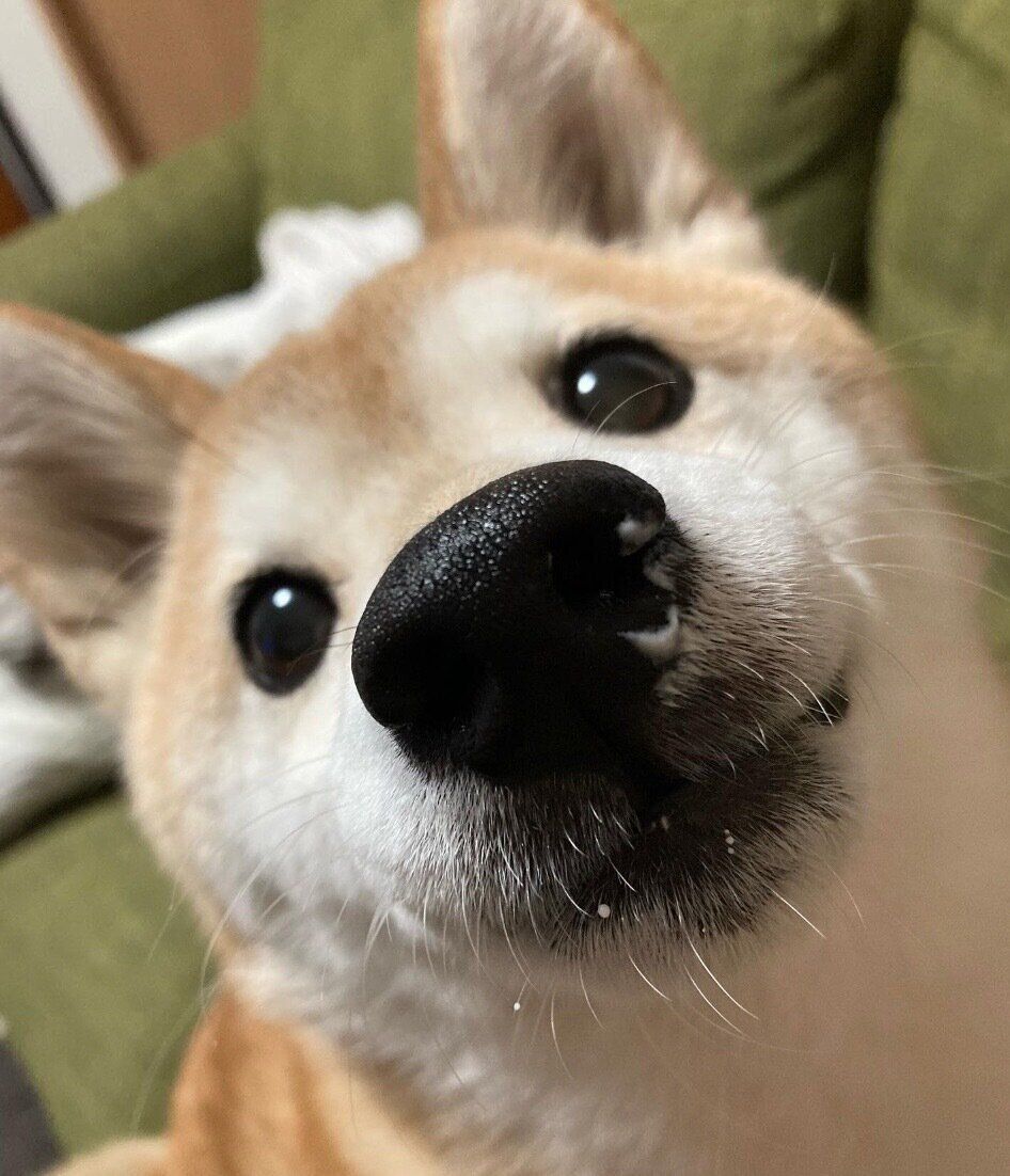 見つめるひよりちゃん