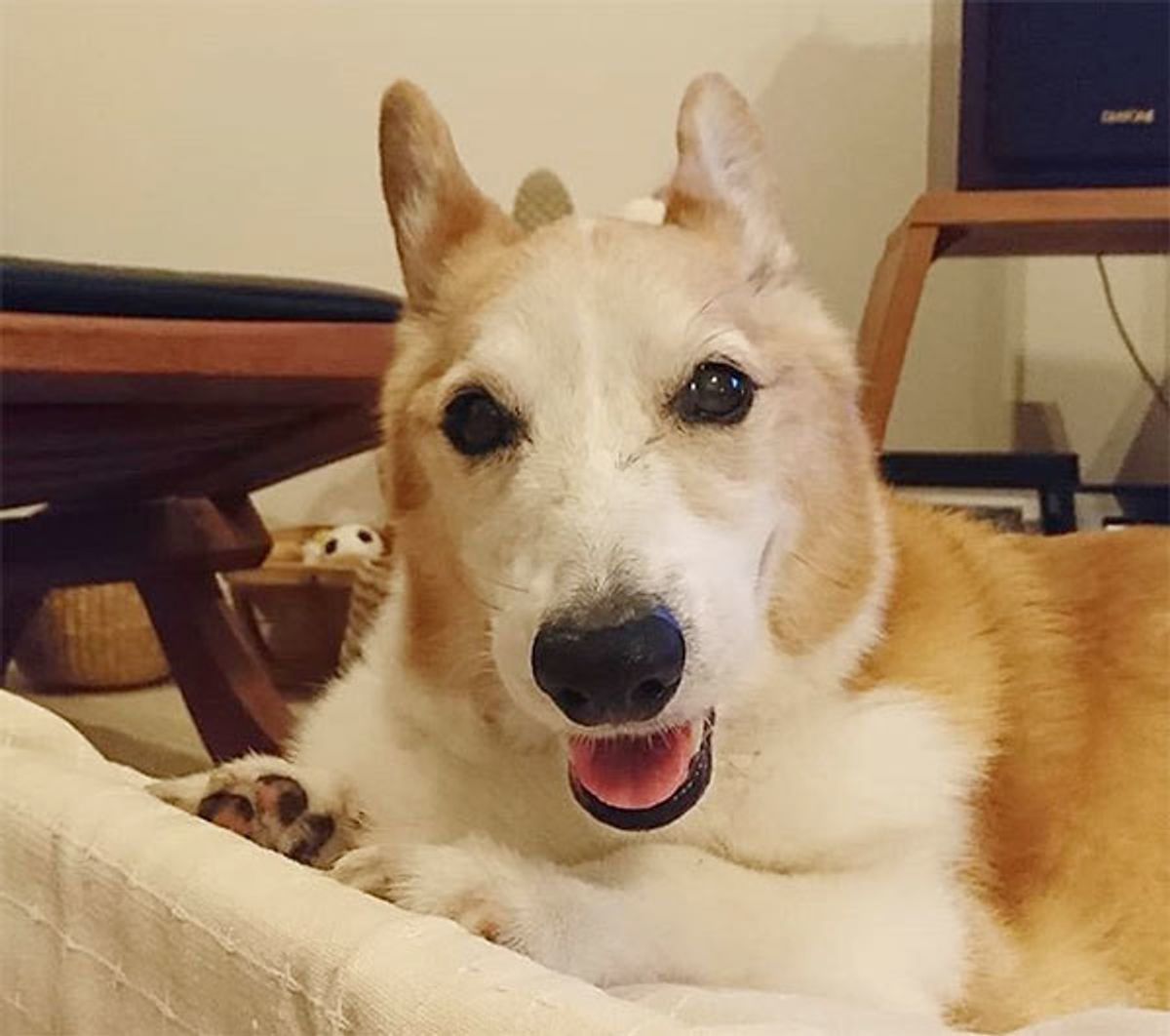 獣医師監修 犬がソファをホリホリする心理 シーン別に違いを解説 いぬのきもちweb Magazine 獣医師監修 犬がソファをホリホリする心理 シーン別に違いを解説 いぬのきもちweb Magazine