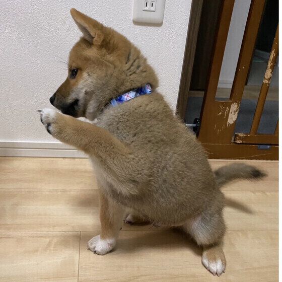 犬の幼稚園や保育園って何をするところ？ いぬのきもち