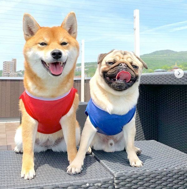 仲良しな柴犬とパグ