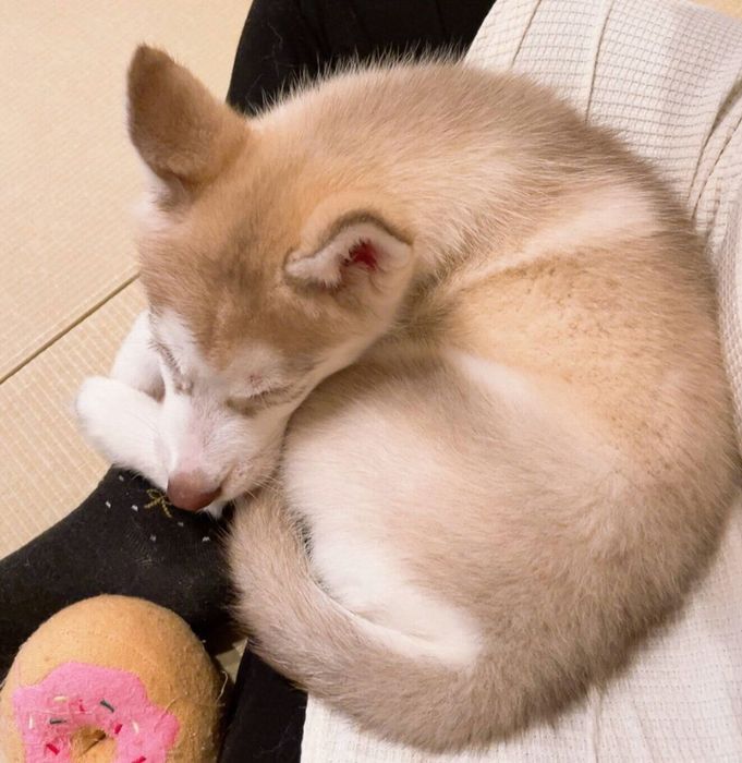 お迎え3日目に撮影したアイリスちゃん