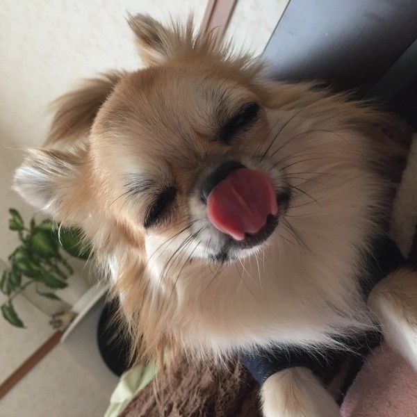 ぺろっと舌をだすチワワ