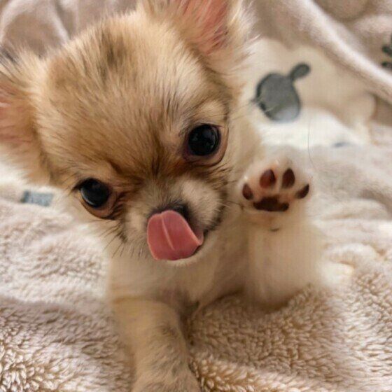 食器台を使うメリットは？犬が食べやすい飲みやすい体勢を整えてあげよう いぬのきもち