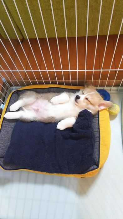 お迎えした日からヘソ天で寝る子犬時代のそらくん