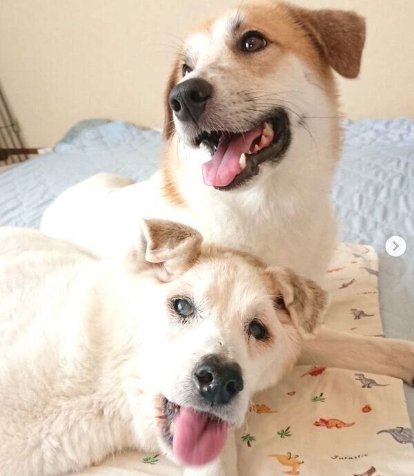 寄り添うコロちゃんとごんすけちゃん