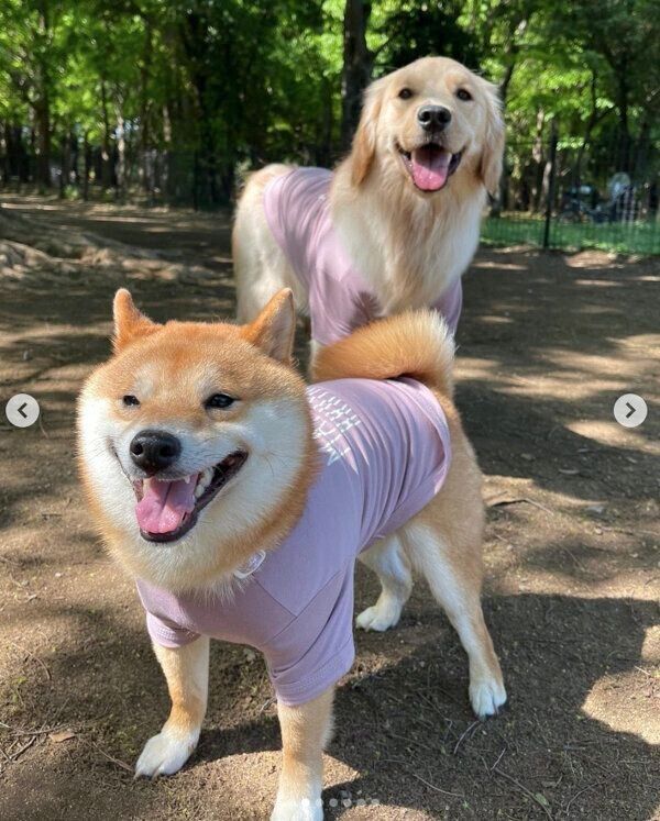 ドッグランを満喫するおからちゃんと先住犬・うにくん