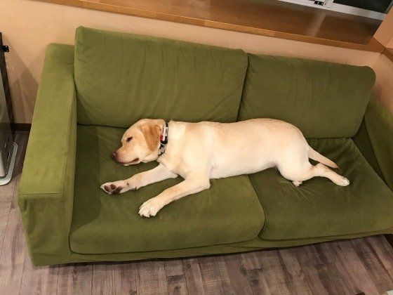 ソファーを2人分占領中（笑）