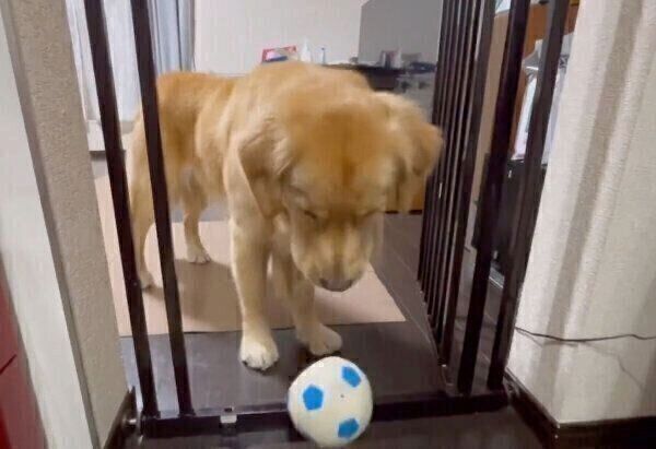 ボールを落とすセナくん