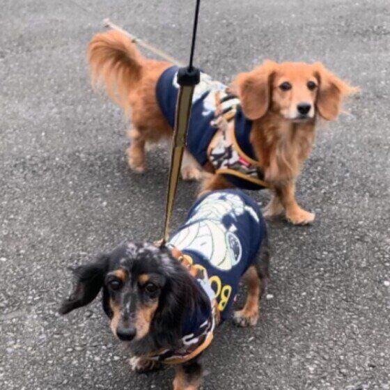 うなちゃん（ミニチュア・ダックスフンド）