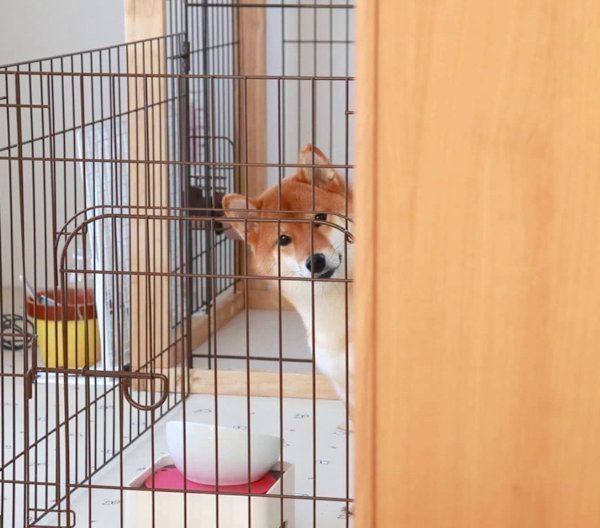 顔をひょこっと出す柴犬