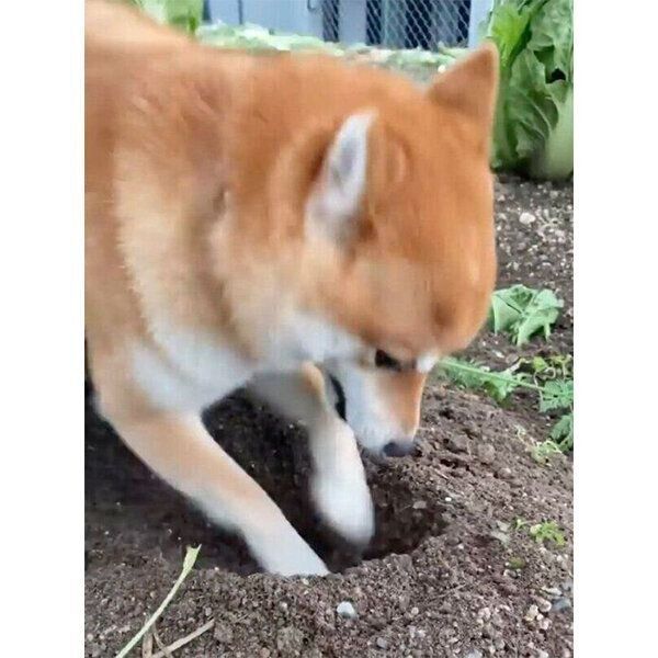 ニンジンの収穫をするコロちゃん