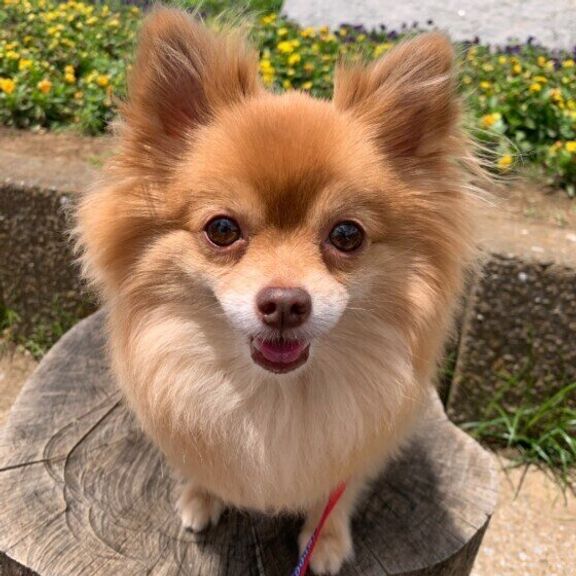 見つめるポメラニアン