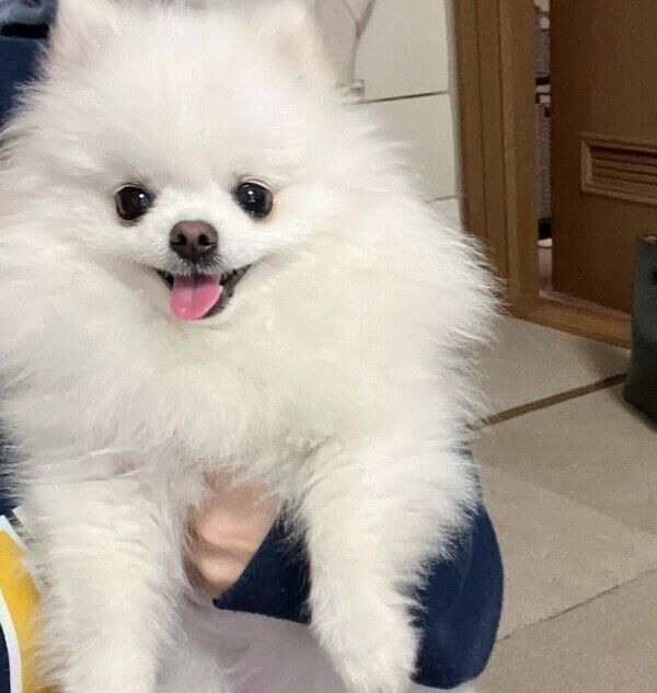 モフモフなもちこちゃん