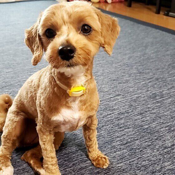 犬の急性肝炎はどんな病気？黄疸に気が付くポイントとは？ いぬのきもち