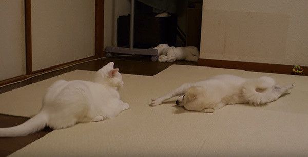 見つめ合う犬と猫