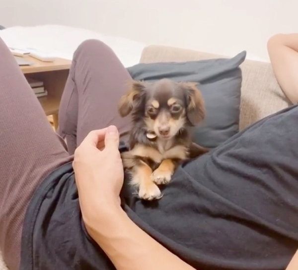 飼い主さんのお腹の上でウトウトするひなたくん