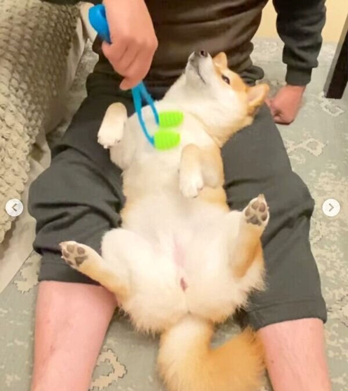 パパさんのマッサージが大好きな犬 全身フルコースを堪能し とろけちゃう姿が可愛すぎる いぬのきもちweb Magazine パパさんのマッサージが大好きな犬 全身フルコースを堪能し とろけちゃう姿が可愛すぎる いぬのきもちweb Magazine