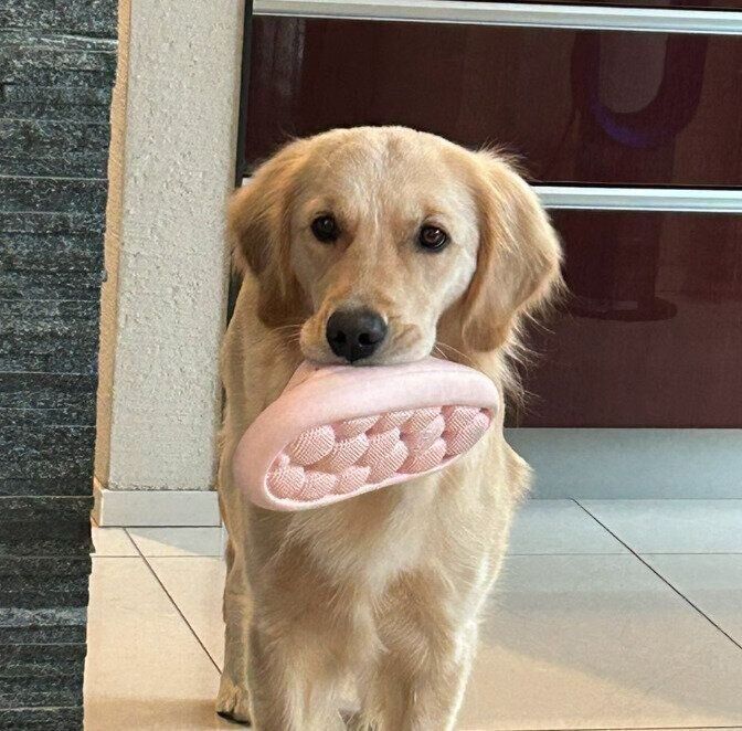 スリッパをくわえるそらちゃん