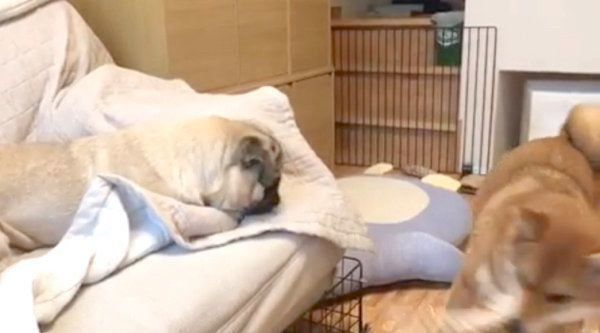 おもちゃを奪い合うパグと柴犬