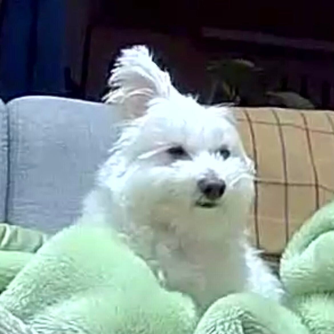 よく見ると険しい表情をしている