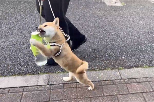 ペットボトルが気になるわらびちゃん
