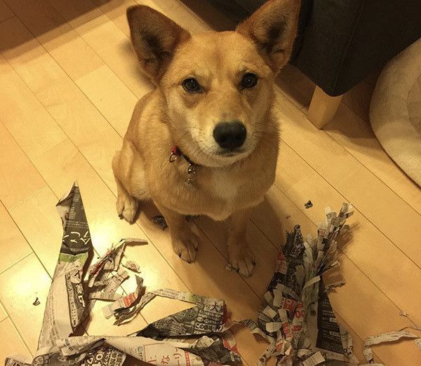 イタズラする犬