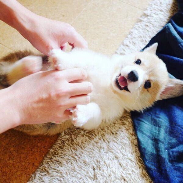 家族になって間もない頃のガブちゃん