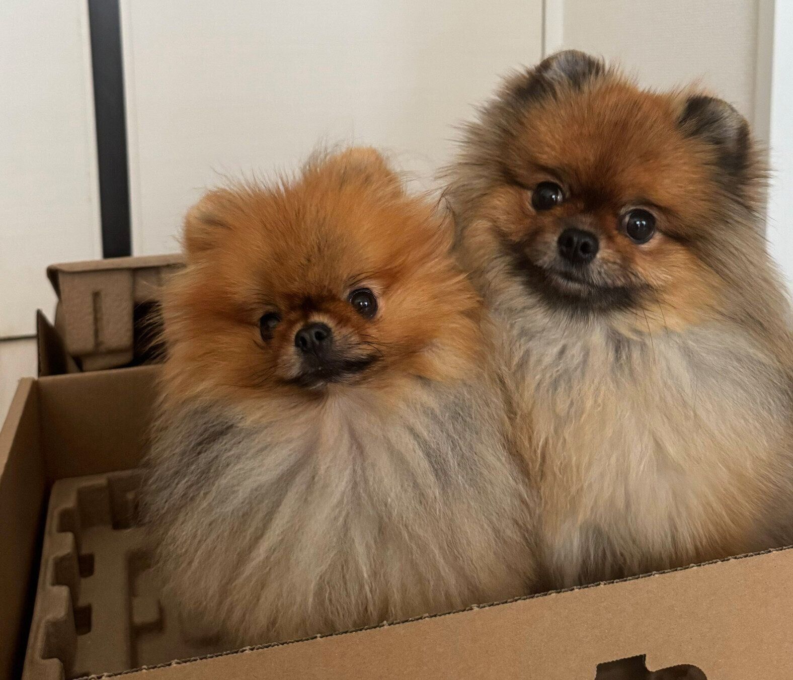 くっつくイヴちゃん、兄犬・ジュンくん