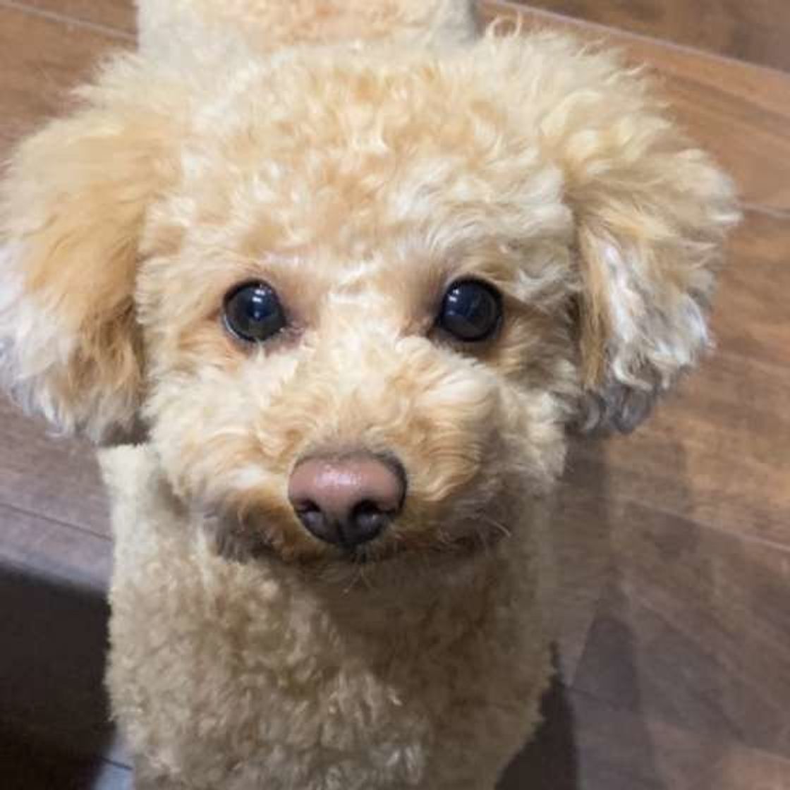 飼い主さんが翻弄される 愛犬の あざとかわいい 行動がすごい いぬのきもちweb Magazine 飼い主さんが翻弄される 愛犬の あざとかわいい 行動がすごい いぬのきもちweb Magazine