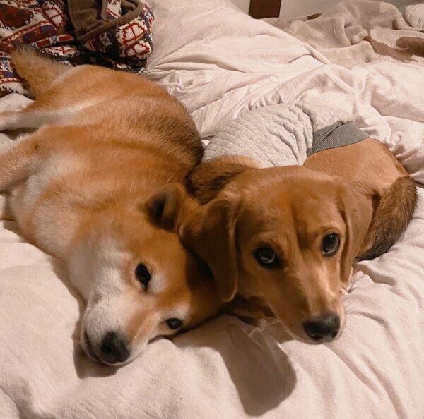 仲良くくつろぐあんずちゃん、こてつくん