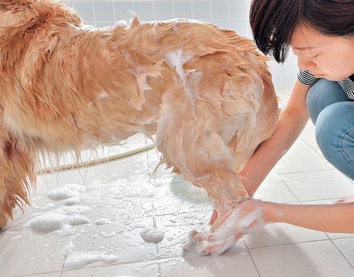 泡でシャンプーをされる犬