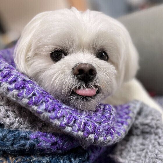 ママが編んでくれたブランケットがお気に入り