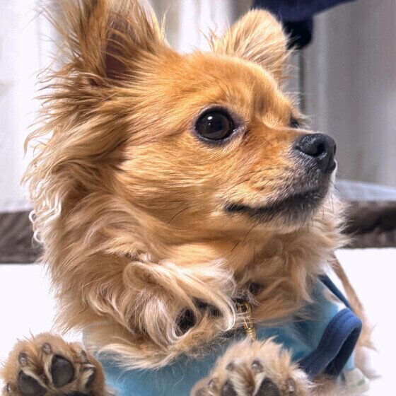 ご飯と言われたときのチワワの表情