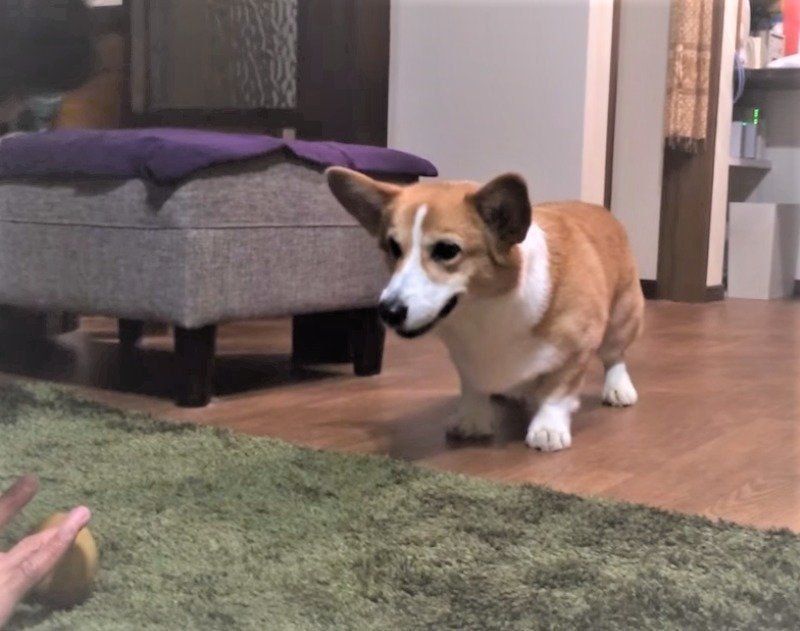 遊んでいるコーギー兄妹