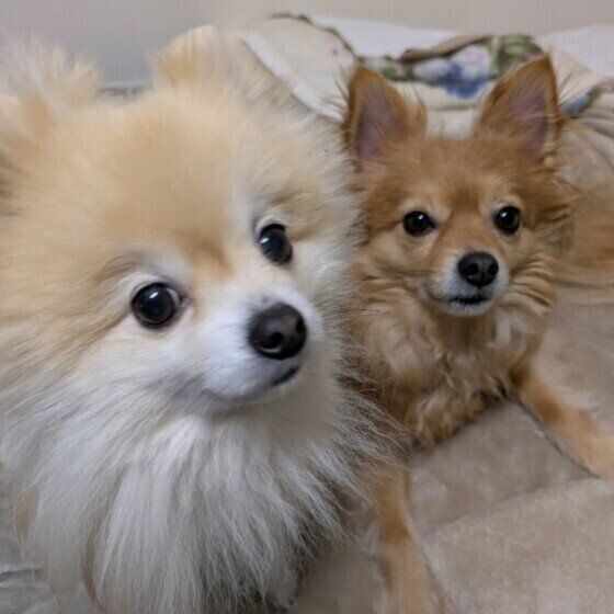 犬用トイレトレーはどんな種類がある？ 犬が落ち着けるトイレの設置場所とは いぬのきもち