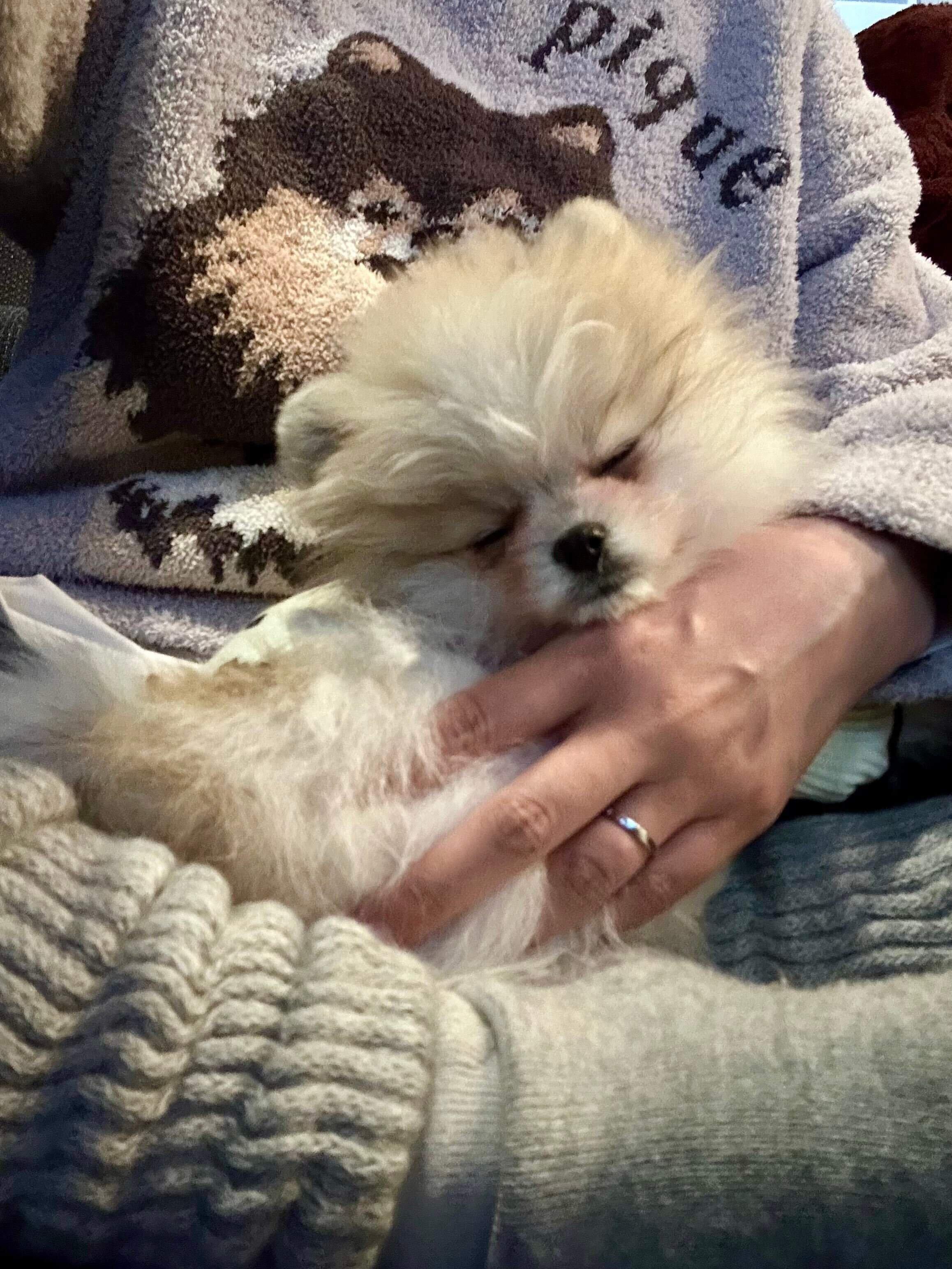 別の日の様子　飼い主さんのひざの上で眠るまりもちゃん