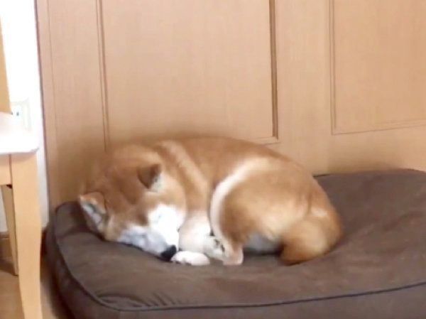 眠りにつくロペさん