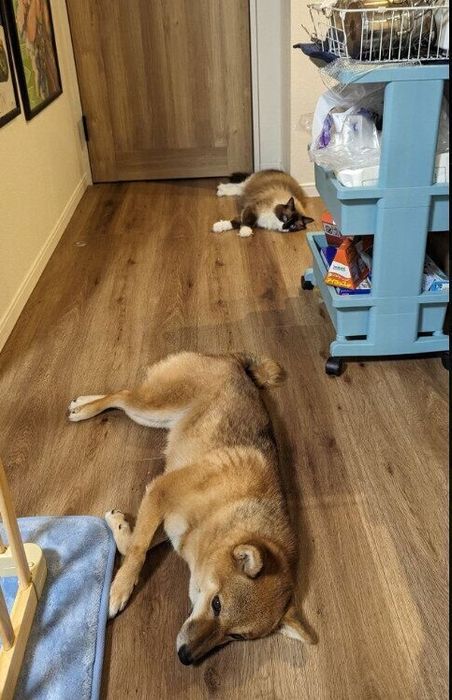 シンクロ寝をするラグドールのギルバートくんと柴犬のこみちちゃん