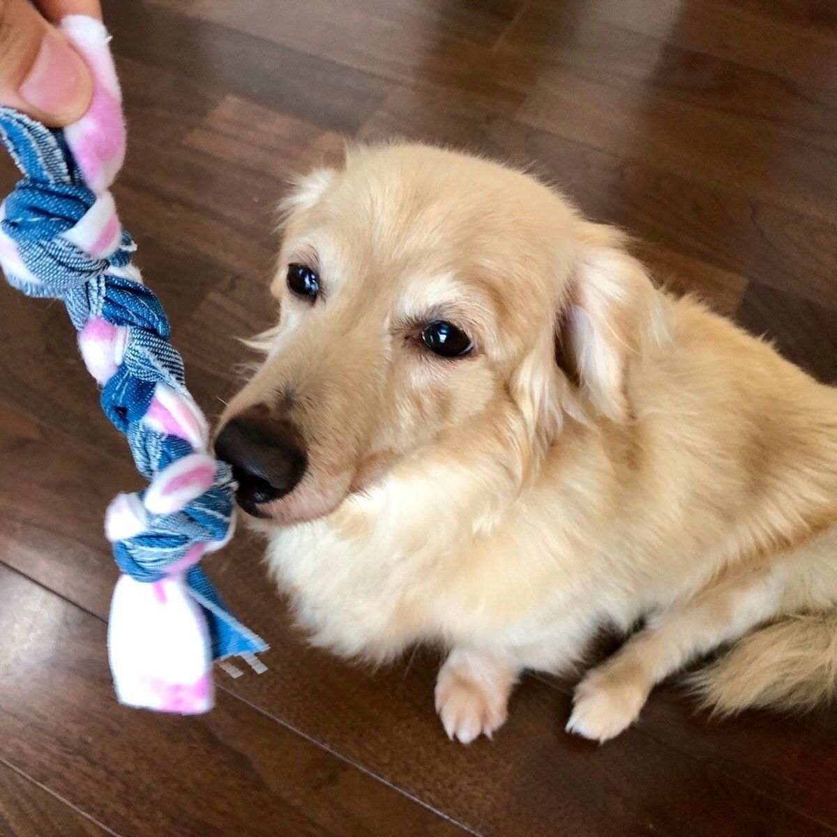 興味がないダックスフンド