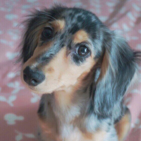 カニーンヘン・ダックスフンド