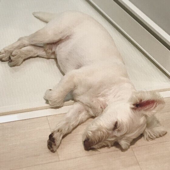 寝ているムーミン