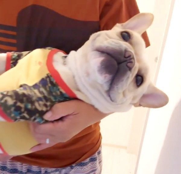 お姫様抱っこされるフレンチ・ブルドッグのボブくん