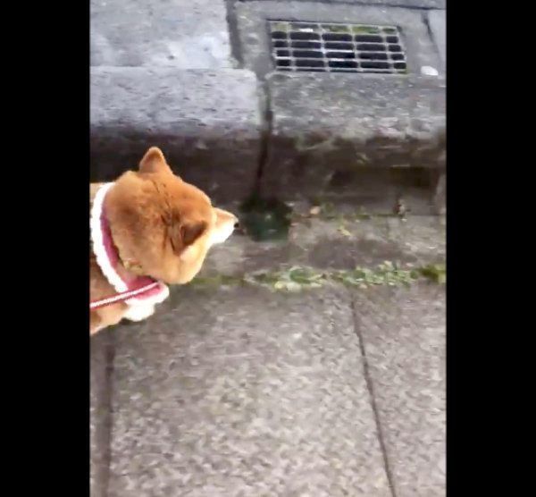 軽い足取りで歩くハナちゃん