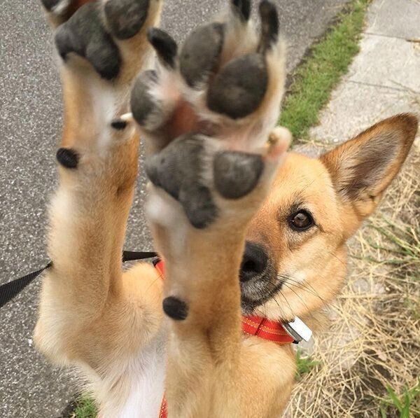 肉球を見せるこむぎちゃん