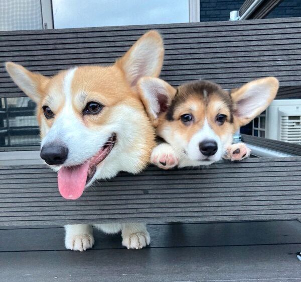 顔を出すいろはちゃん、どれみちゃん