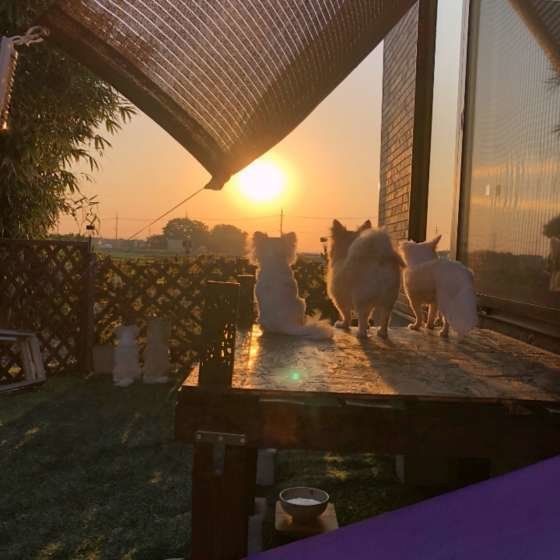 みんなでたそがれ中