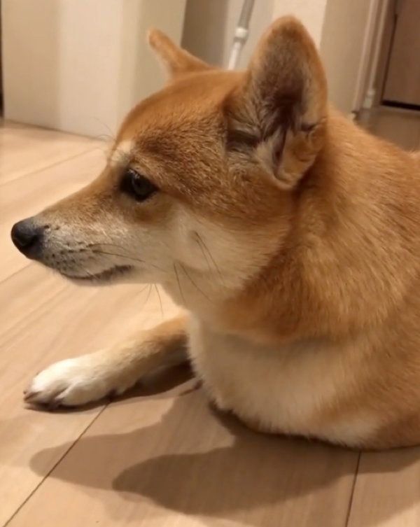 豆柴のにこちゃん